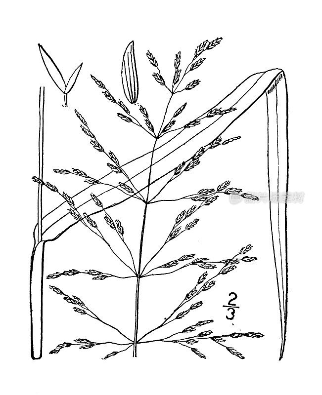 古植物学植物插图:美洲Panicularia Americana，高甘露草